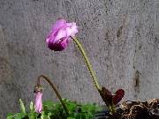 Cyclamen purpurescens